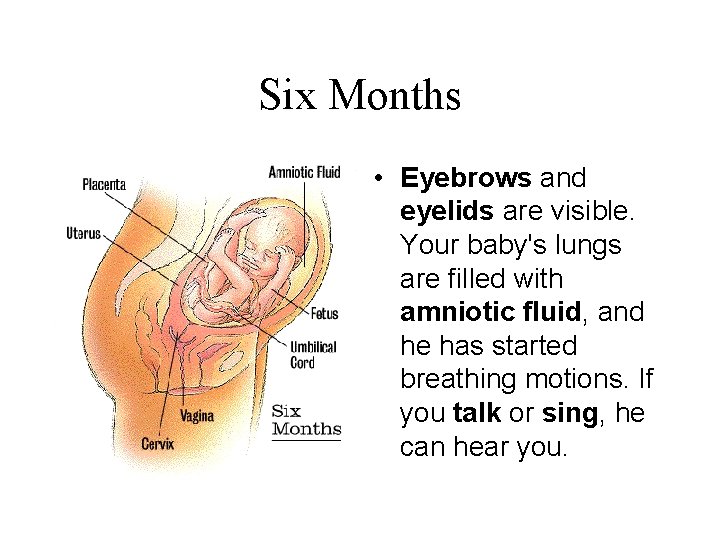 Six Months • Eyebrows and eyelids are visible. Your baby's lungs are filled with