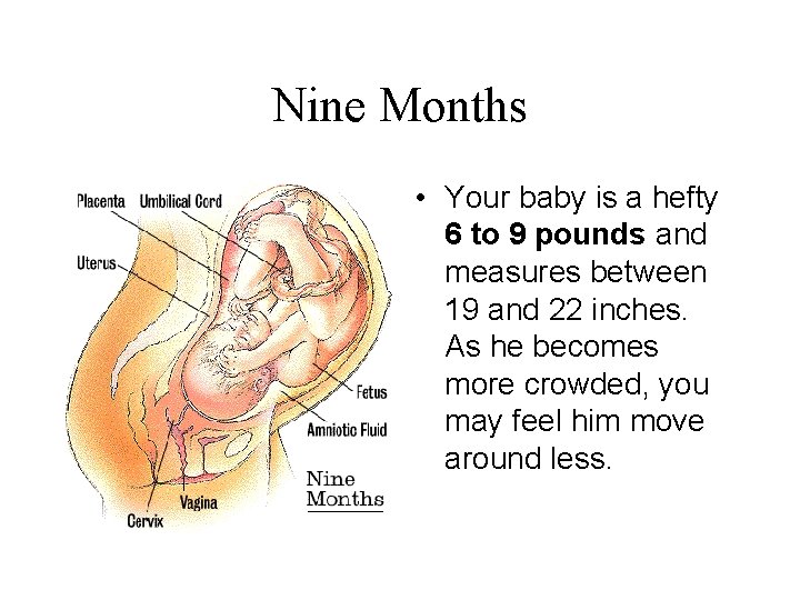 Nine Months • Your baby is a hefty 6 to 9 pounds and measures