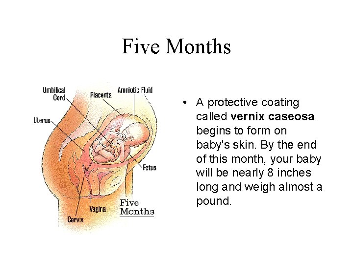 Five Months • A protective coating called vernix caseosa begins to form on baby's