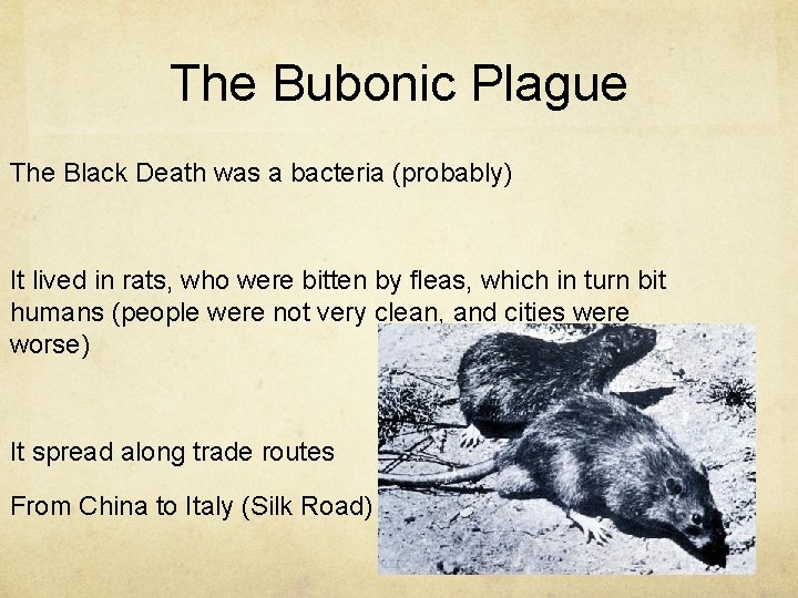 The Bubonic Plague The Black Death was a bacteria (probably) It lived in rats,