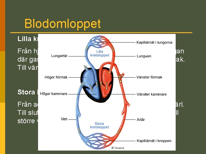 Blodomloppet Lilla kretsloppet Från hjärtats högra kammare via lungartären till lungan där gasutbytet sker.