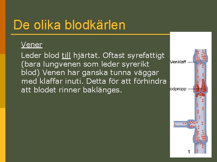 De olika blodkärlen Vener Leder blod till hjärtat. Oftast syrefattigt (bara lungvenen som leder