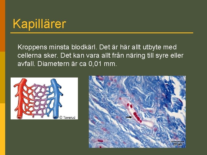 Kapillärer Kroppens minsta blodkärl. Det är här allt utbyte med cellerna sker. Det kan