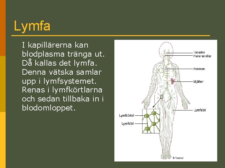 Lymfa I kapillärerna kan blodplasma tränga ut. Då kallas det lymfa. Denna vätska samlar