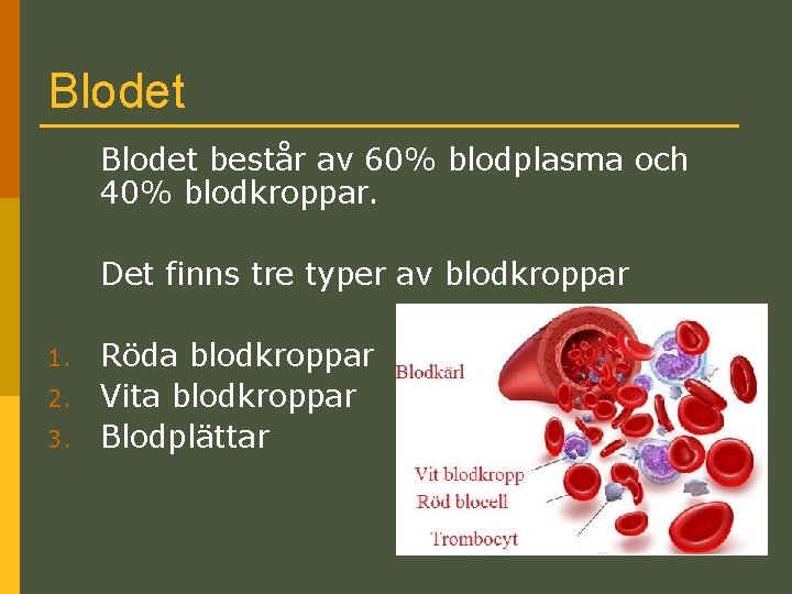 Blodet består av 60% blodplasma och 40% blodkroppar. Det finns tre typer av blodkroppar