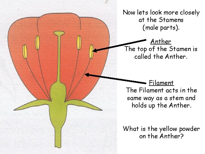 Now lets look more closely at the Stamens (male parts). Anther The top of