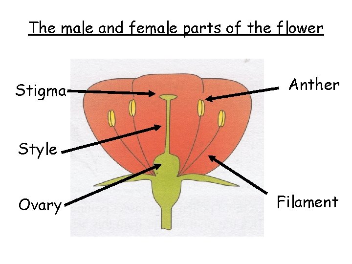 The male and female parts of the flower Stigma Anther Style Ovary Filament 
