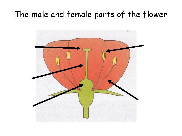 The male and female parts of the flower 