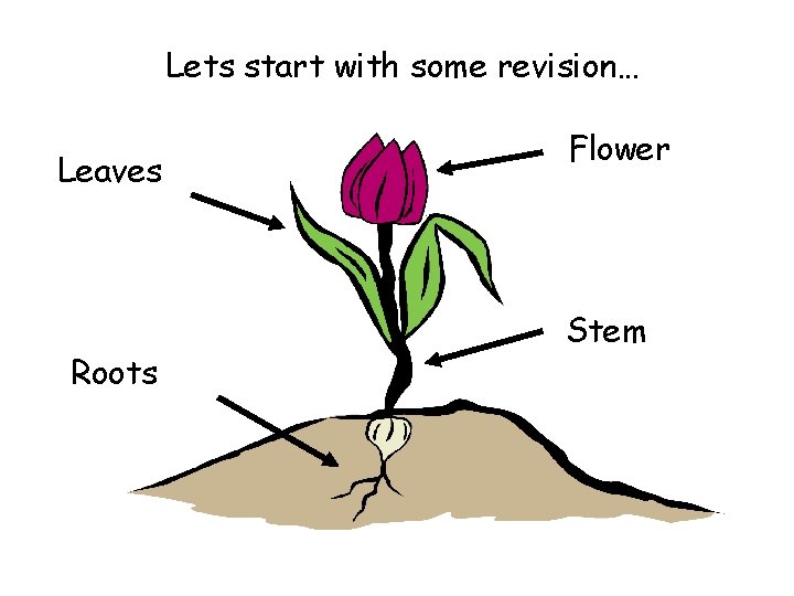 Lets start with some revision… Leaves Roots Flower Stem 
