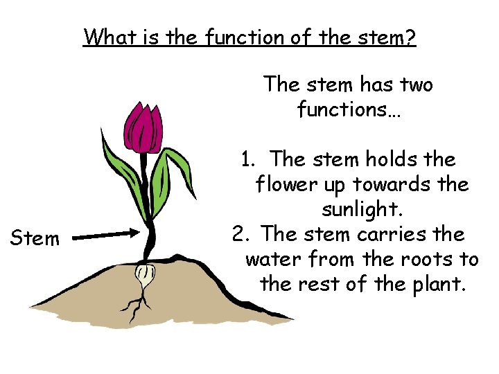 What is the function of the stem? The stem has two functions… Stem 1.