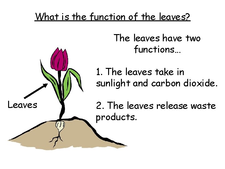 What is the function of the leaves? The leaves have two functions… 1. The