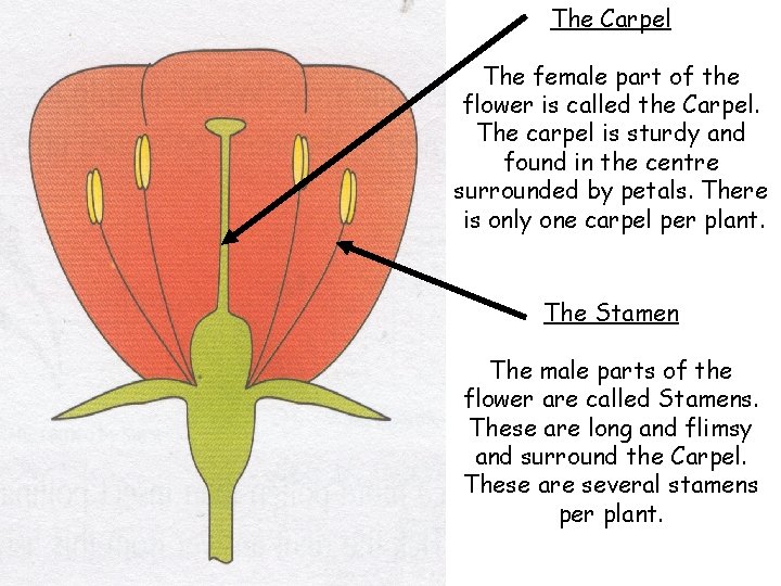 The Carpel The female part of the flower is called the Carpel. The carpel