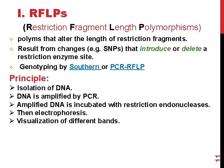 I. RFLPs (Restriction Fragment Length Polymorphisms) v v v polyms that alter the length