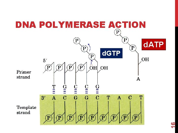 DNA POLYMERASE ACTION d. ATP 16 d. GTP 