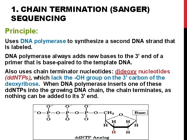 1. CHAIN TERMINATION (SANGER) SEQUENCING Principle: Uses DNA polymerase to synthesize a second DNA