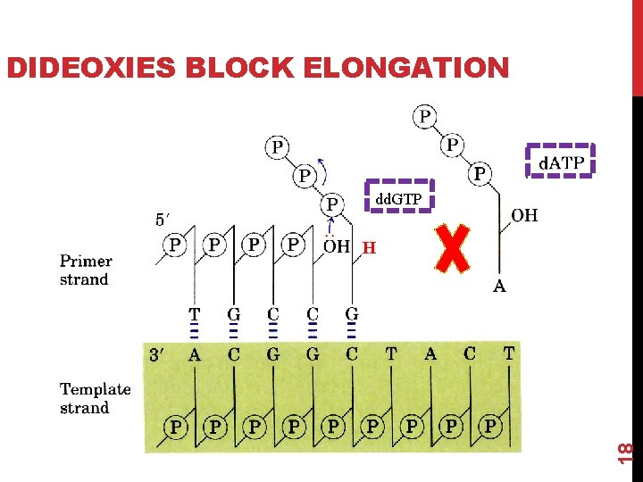 DIDEOXIES BLOCK ELONGATION dd. GTP 18 H 