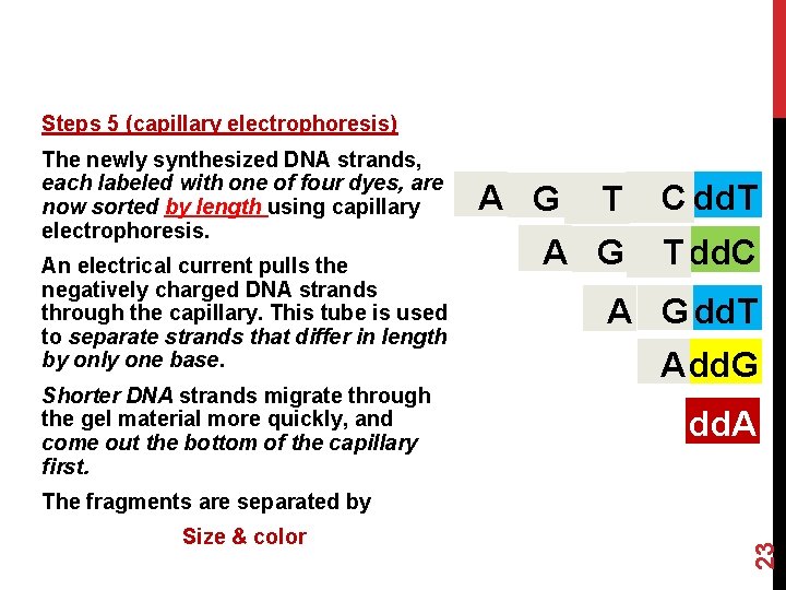 Steps 5 (capillary electrophoresis) The newly synthesized DNA strands, each labeled with one of