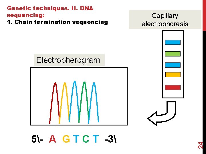 Genetic techniques. II. DNA sequencing: 1. Chain termination sequencing Capillary electrophoresis 5- A G