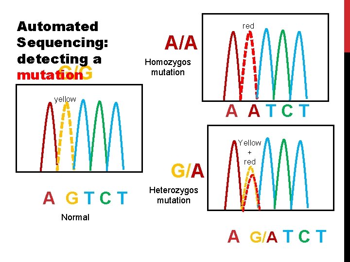 Automated Sequencing: detecting a G/G mutation red A/A Homozygos mutation yellow A ATCT G/A