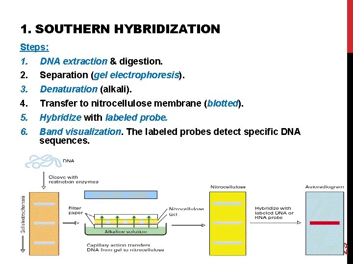 1. SOUTHERN HYBRIDIZATION Steps: DNA extraction & digestion. Separation (gel electrophoresis). Denaturation (alkali). Transfer