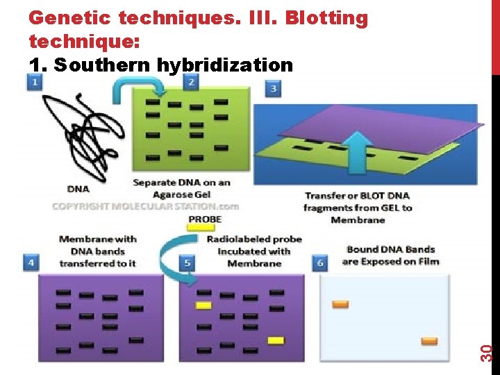 30 Genetic techniques. III. Blotting technique: 1. Southern hybridization 
