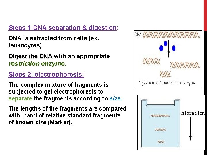 Steps 1: DNA separation & digestion: DNA is extracted from cells (ex. leukocytes). Digest