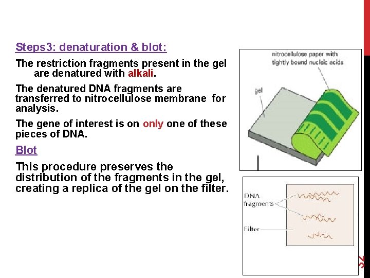 Steps 3: denaturation & blot: The restriction fragments present in the gel are denatured