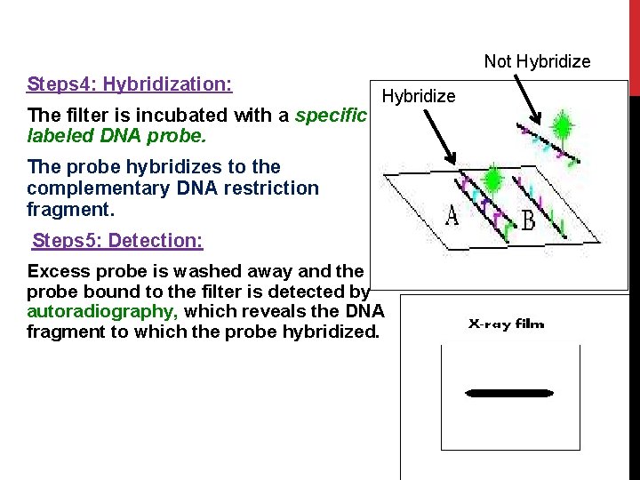 Not Hybridize Steps 4: Hybridization: The filter is incubated with a specific labeled DNA