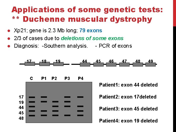 Applications of some genetic tests: ** Duchenne muscular dystrophy l l l Xp 21;