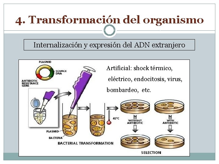 4. Transformación del organismo Internalización y expresión del ADN extranjero Artificial: shock térmico, eléctrico,