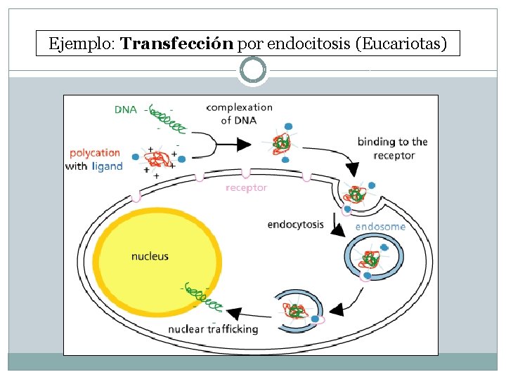Ejemplo: Transfección por endocitosis (Eucariotas) 