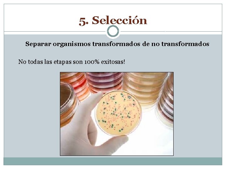 5. Selección Separar organismos transformados de no transformados No todas las etapas son 100%