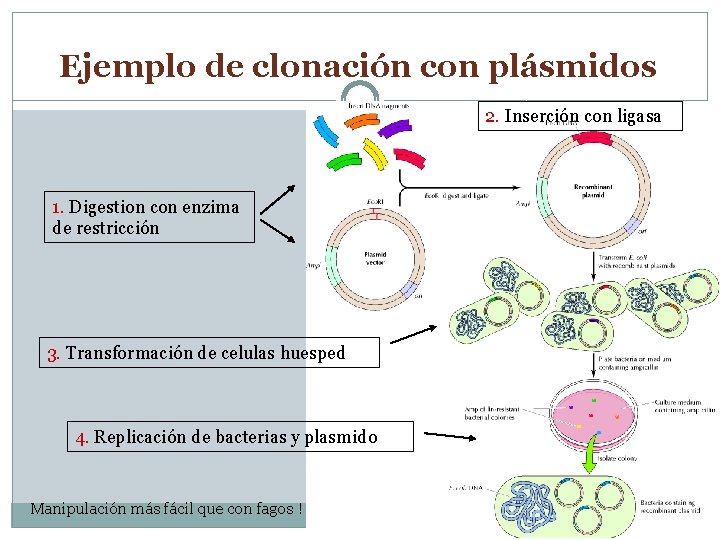 Ejemplo de clonación con plásmidos 2. Inserción con ligasa 1. Digestion con enzima de