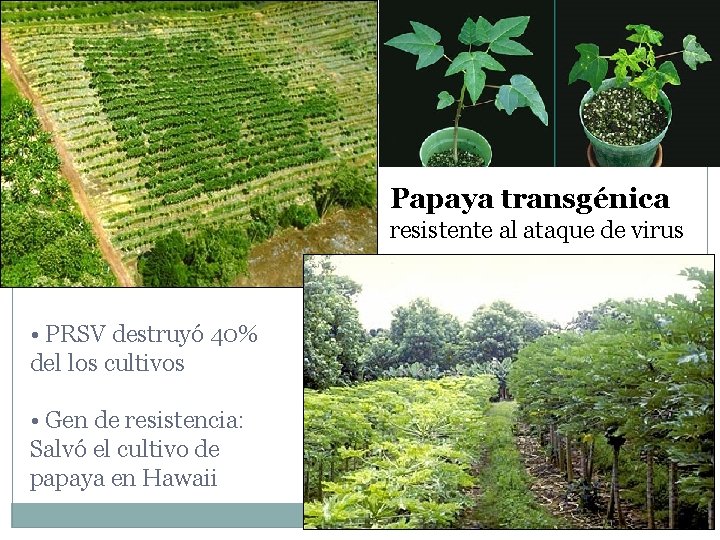 Papaya transgénica resistente al ataque de virus • PRSV destruyó 40% del los cultivos