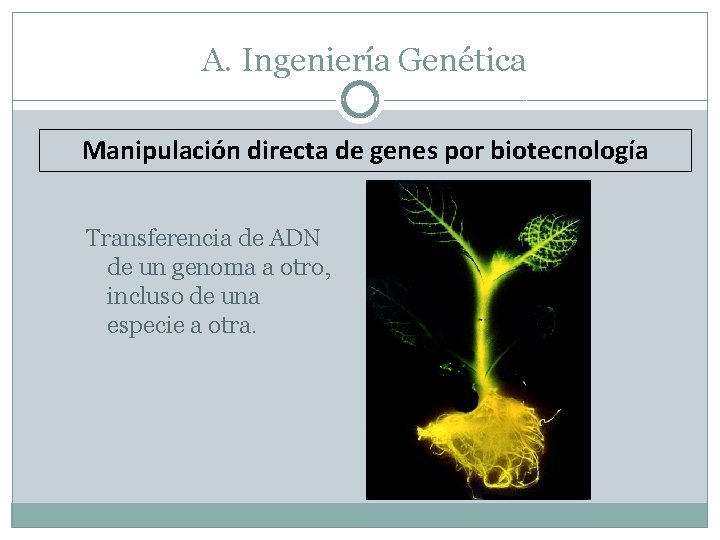 A. Ingeniería Genética Manipulación directa de genes por biotecnología Transferencia de ADN de un