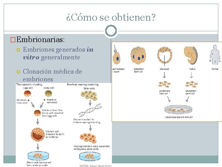 ¿Cómo se obtienen? �Embrionarias: Embriones generados in vitro generalmente Clonación médica de embriones 