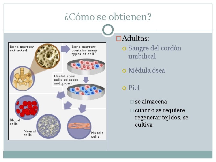 ¿Cómo se obtienen? �Adultas: Sangre del cordón umbilical Médula ósea Piel � se almacena