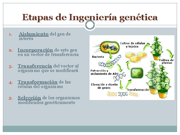 Etapas de Ingeniería genética 1. Aislamiento del gen de interés 2. Incorporación de este