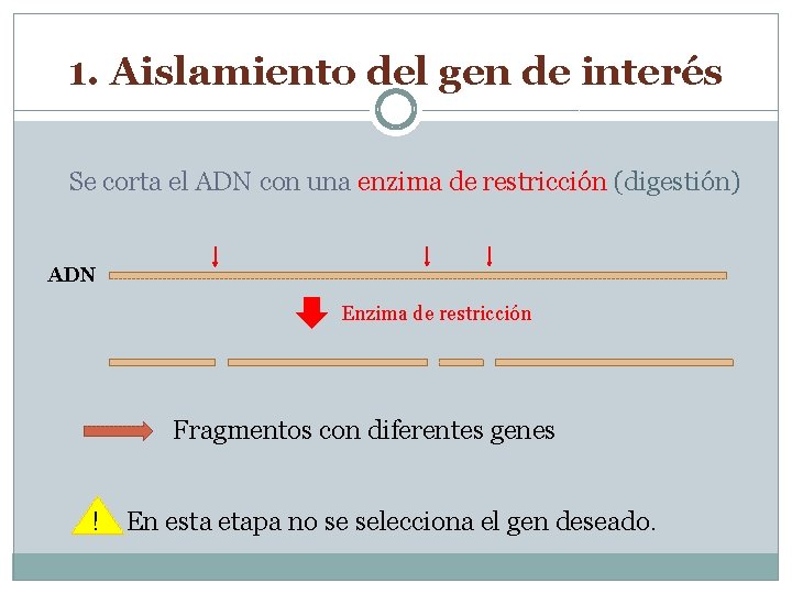 1. Aislamiento del gen de interés Se corta el ADN con una enzima de