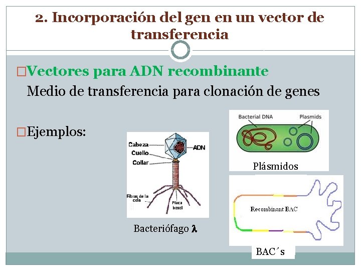 2. Incorporación del gen en un vector de transferencia �Vectores para ADN recombinante Medio