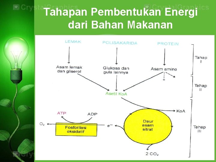 Tahapan Pembentukan Energi dari Bahan Makanan 