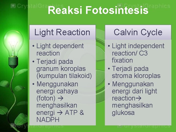 Reaksi Fotosintesis Light Reaction Calvin Cycle • Light dependent reaction • Terjadi pada granum
