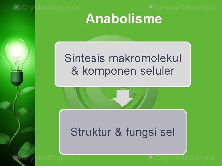 Anabolisme Sintesis makromolekul & komponen seluler Struktur & fungsi sel 