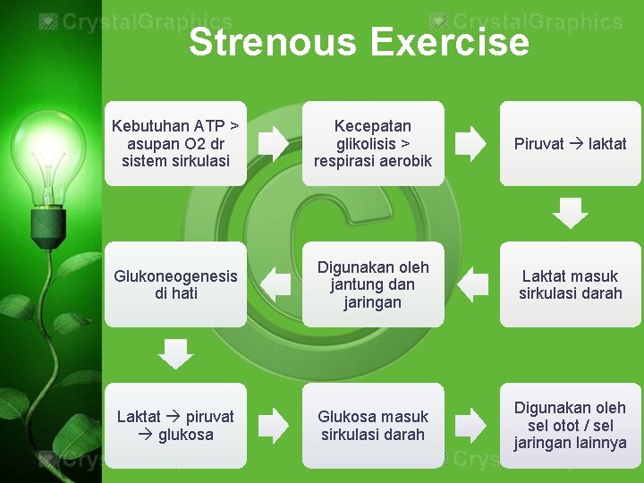 Strenous Exercise Kebutuhan ATP > asupan O 2 dr sistem sirkulasi Kecepatan glikolisis >