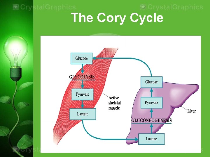 The Cory Cycle 