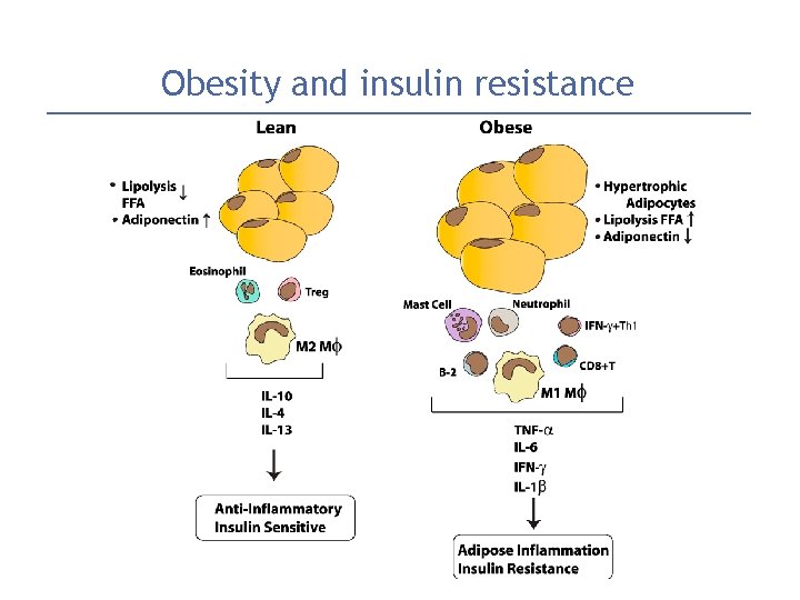 Obesity and insulin resistance 