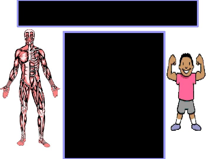 Muscular System • The heart is made of cardiac muscle. • The internal organs