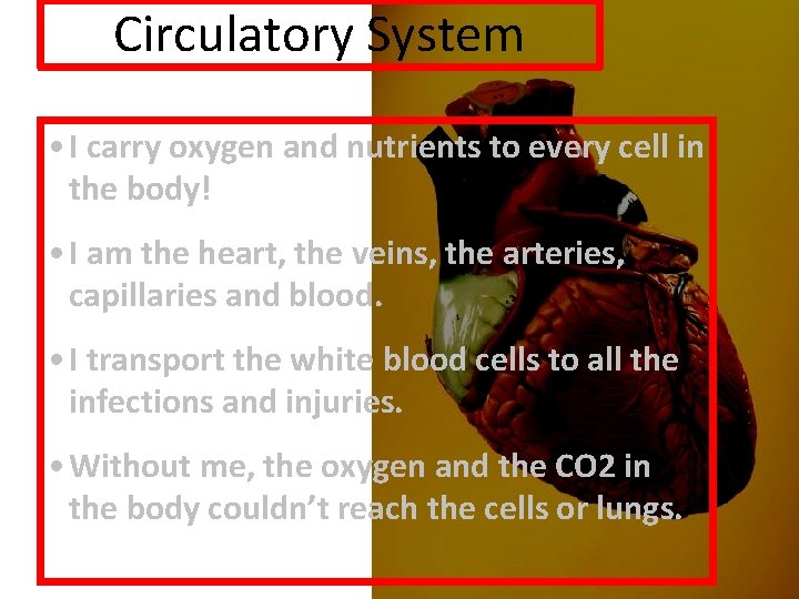 Circulatory System • I carry oxygen and nutrients to every cell in the body!