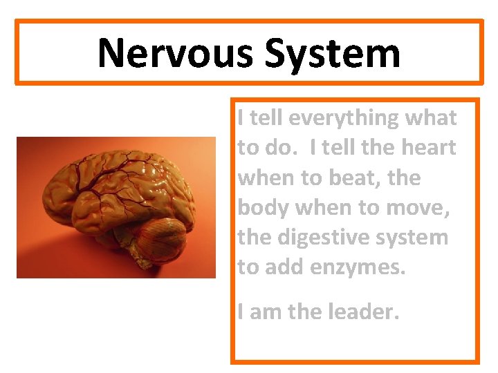 Nervous System I tell everything what to do. I tell the heart when to