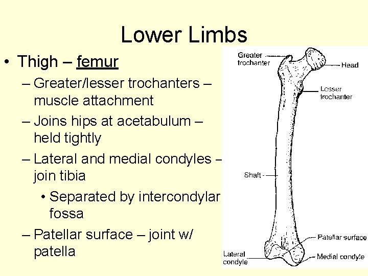 Lower Limbs • Thigh – femur – Greater/lesser trochanters – muscle attachment – Joins
